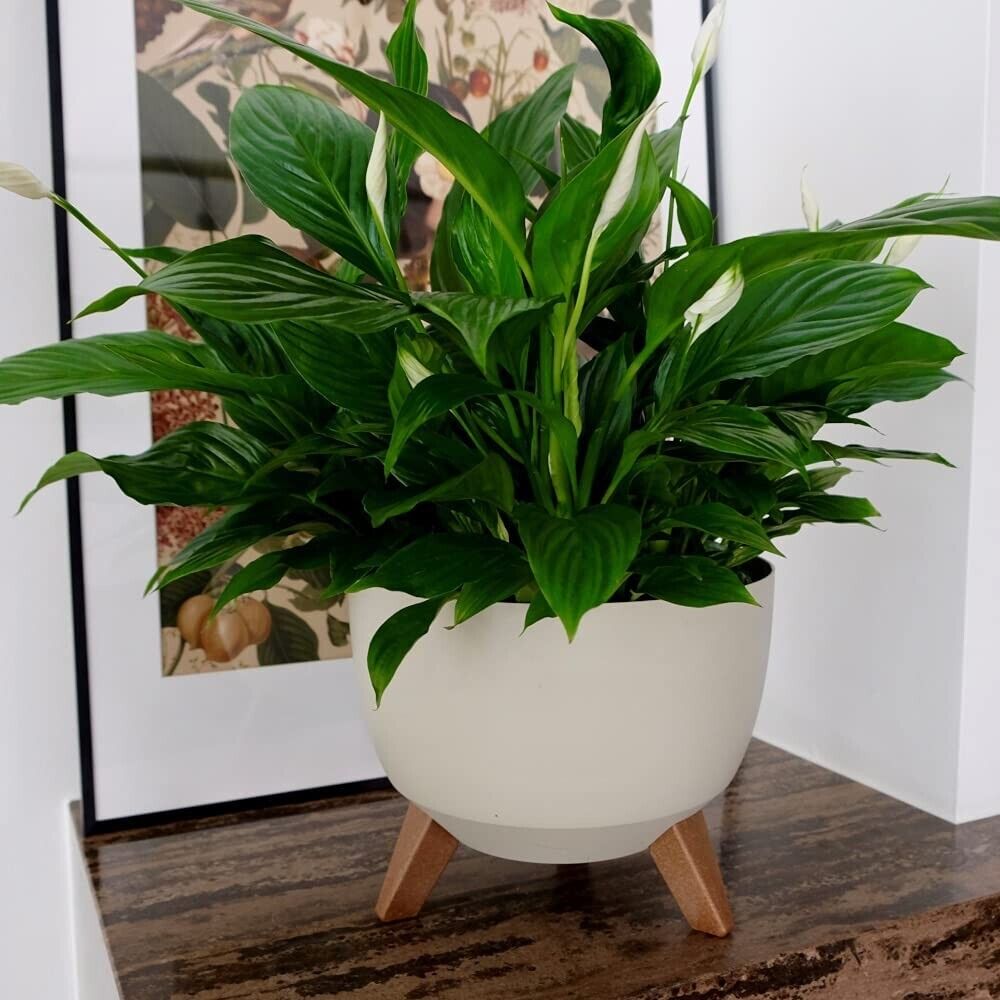 40cm Large Cream Bowl Planter Plant Pot Cover Stand Legs Indoor Outdoor Garden